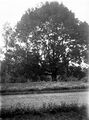 Дерево в парку маєтку Ґроттґерів (Отиневичі) (1937).jpg
