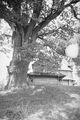 Віковічний дуб на подвір'ї храму Архистратига Михаїла (Верин) (1938).jpg