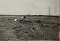 Жнива у полі біля Ходорова (1916).jpg