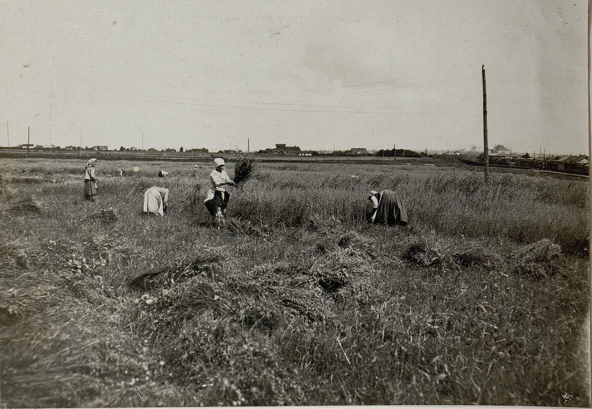 Жнива у полі біля Ходорова (1916)