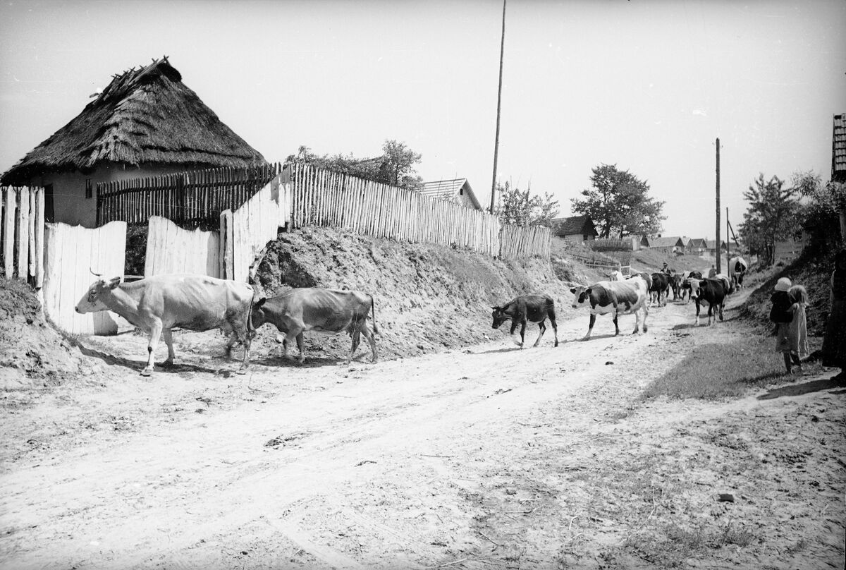 Корови на вулиці Шевченка в Миколаєві (1938)