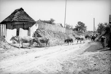 Корови на вулиці Шевченка в Миколаєві