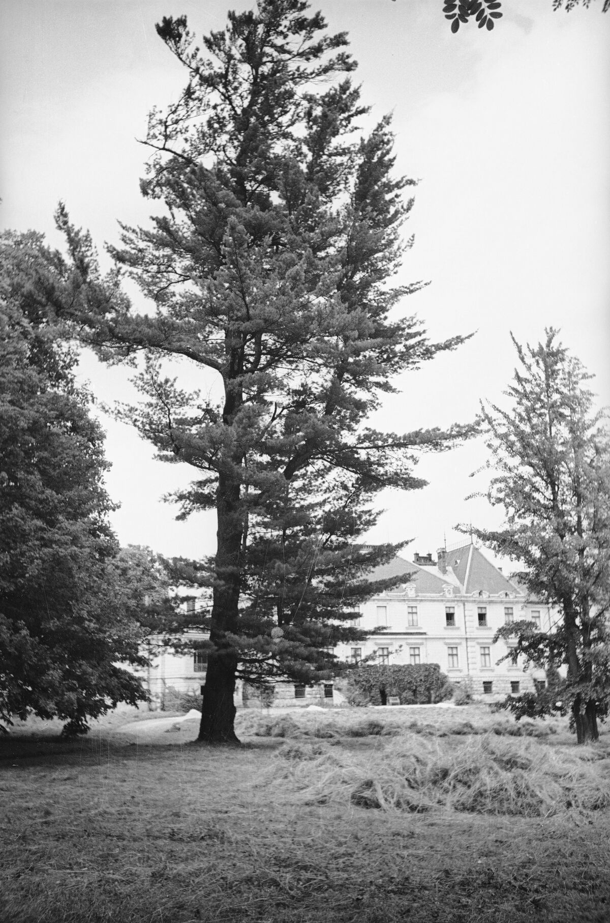 Палац Лянцкоронських у Роздолі (1938) (7)